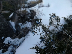 Juniperus pseudosabina