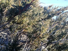 Juniperus pseudosabina