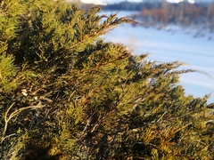 Juniperus pseudosabina