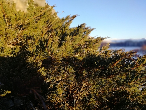 Turkestan juniper