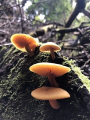 Heimiomyces velutipes
