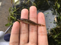 Philypnodon grandiceps