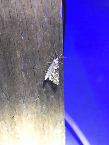Gray Spruce Looper Moth photo 5