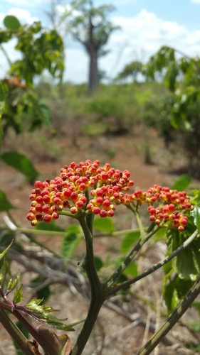 Manila Leea