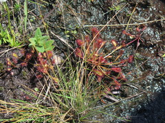 Drosera nidiformis