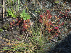 Drosera nidiformis
