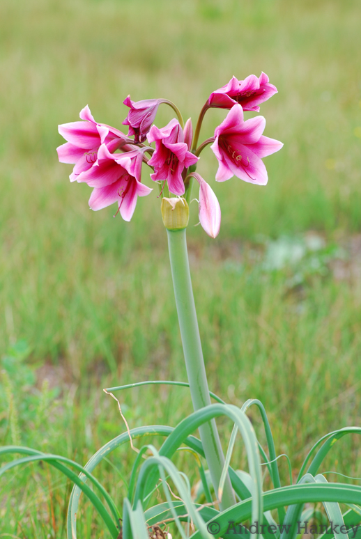 Lirio Naranja de Río (Crinum bulbispermum) · NaturaLista Colombia