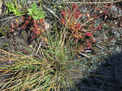 Drosera nidiformis