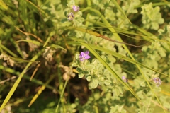 Lotononis lotononoides