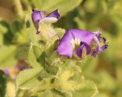 Lotononis lotononoides