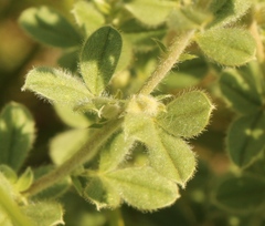 Lotononis lotononoides