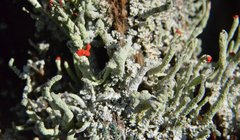 Cladonia transcendens