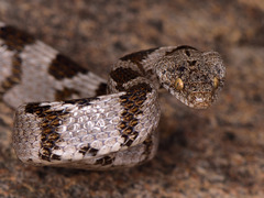 Cat Snake photo 5