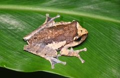 Reticulate Bubble-Nest Frog photo 2