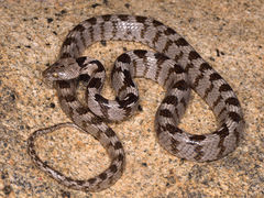 Cat Snake photo 4