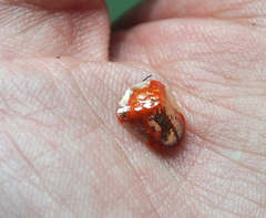 Charidotella tuberculata