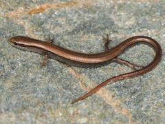 Snake-Eyed Skink photo 5
