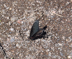 Mimoides thymbraeus aconophos