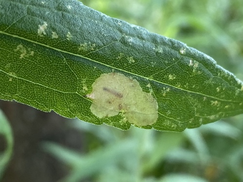 Astrotischeria solidagonifoliella photographed on goldenrod