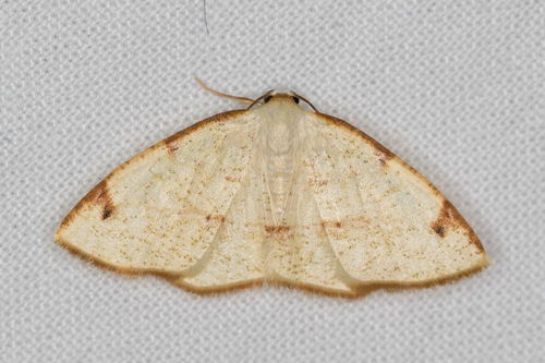 Microxydia