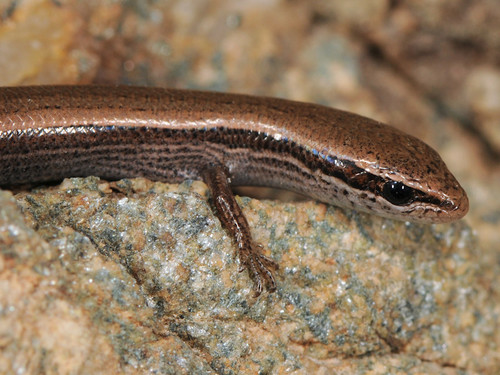 European Copper Skink, photo 7 of 7