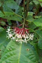 Clerodendrum deflexum