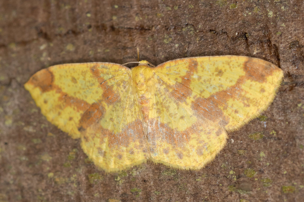 Periclina