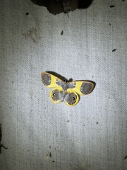 Image of Opisthoxia asopis