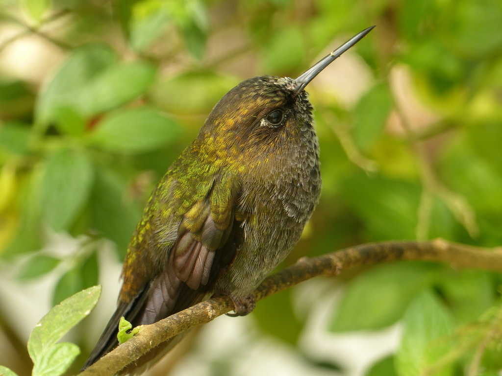 Hoary Puffleg