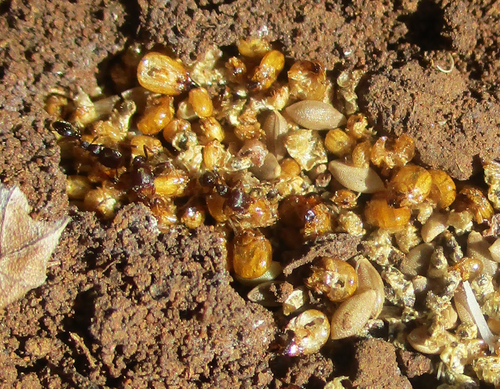 Trichomyrmex emeryiTrichomyrmex emeryi