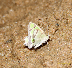 Agathia hilarata