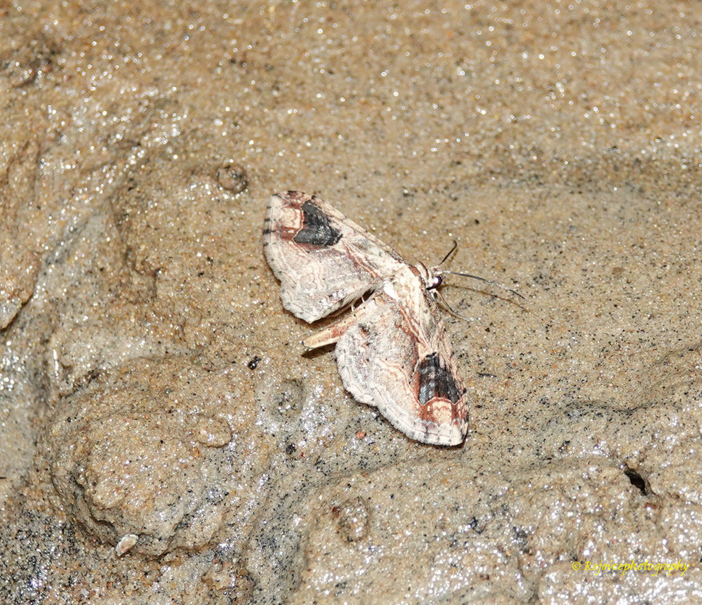 Ziridava khasiensis