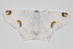 Image of Sericoptera mahometaria