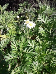 Argyranthemum
