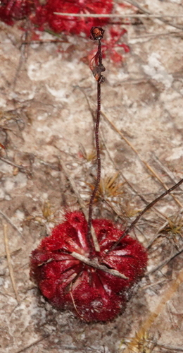 Drosera esmeraldae