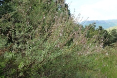 Syncolostemon cinereus