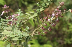 Syncolostemon cinereus