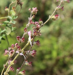 Syncolostemon cinereus