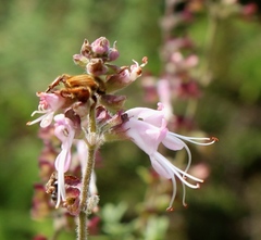 Syncolostemon cinereus