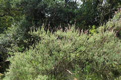 Syncolostemon cinereus
