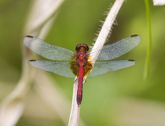 Erythrodiplax fervida