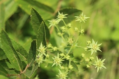 Alepidea cordifolia