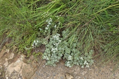 Helichrysum sutherlandii