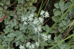 Helichrysum sutherlandii