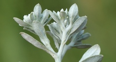 Helichrysum sutherlandii