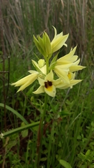 Eulophia welwitschii