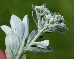 Helichrysum sutherlandii