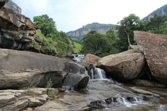 Bowkeria verticillata