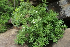 Bowkeria verticillata