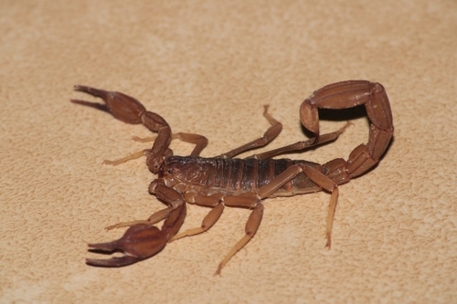 Thorellius intrepidus